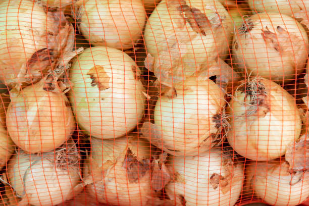 onions inside net bags on a sunny day ready to be consumed - onion bag netting vegetable imagens e fotografias de stock