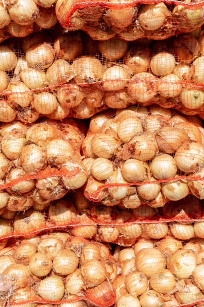 onions inside net bags on a sunny day ready to be consumed - onion bag netting vegetable imagens e fotografias de stock