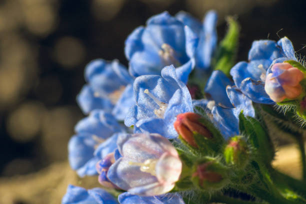 istock small beautiful flowers comfrey, garden in summer, close-up 1129890207
