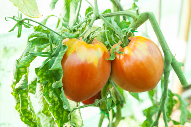 istock Organic tomatoes in a greenhouse 1129894197