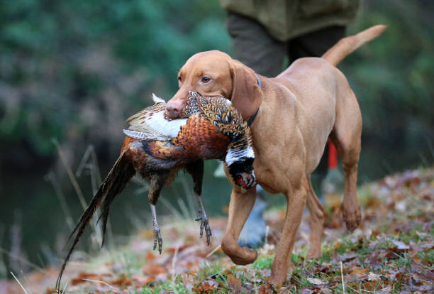 istock Gun-dog carrying dead pheasant 1129894403