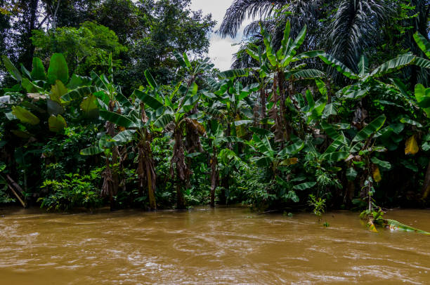istock Tortuguero National Park in costa Rica-5. 1129894607