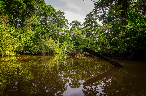 Tortuguero National Park in costa Rica-5.