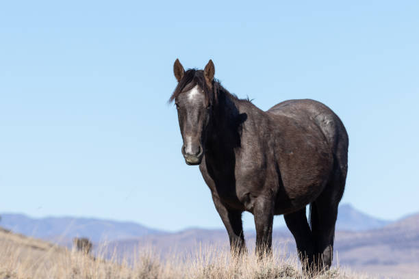 istock Beautiful Wild Horse in Winter 1129895741