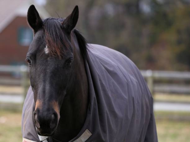 istock A Horse Is a Horse 1129895757