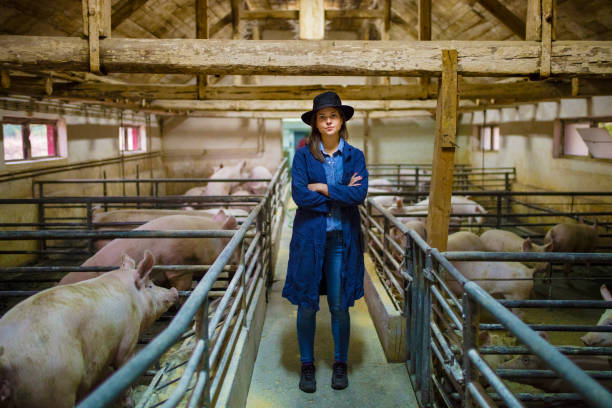 Daily job at pork ranch