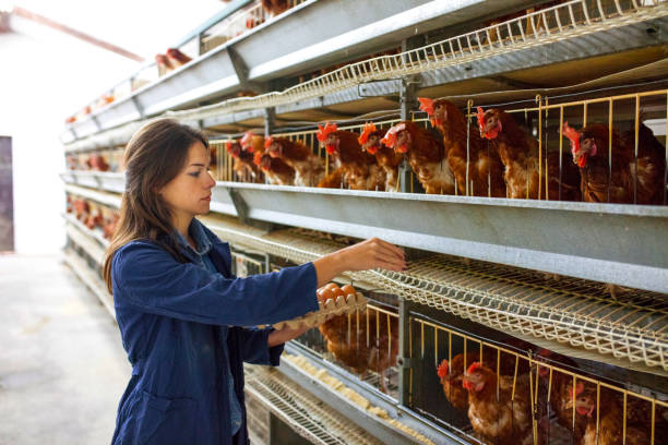 свежие яйца ежедневно - industry chicken agriculture poultry стоковые фото и изображения