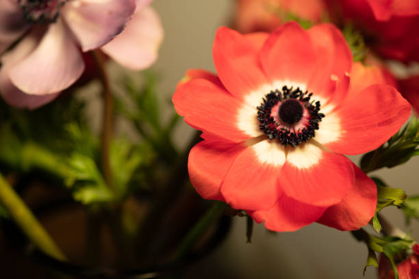 istock red and pink anemone flower 1129897393