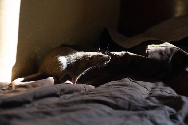 istock pet rat playing and eating cheese on blanket 1129897404
