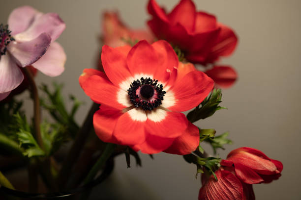 istock red and pink anemone flower 1129897440