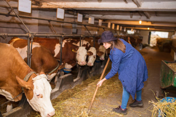 istock Daily job at ranch 1129897701