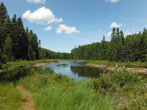istock Calm Lake of Canada 1129897743