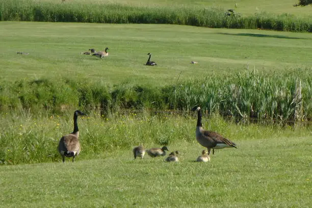 Wild geese or bustards, in Quebec, Canada, in Lanaudière