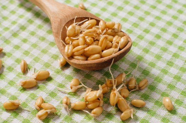 istock Wheat sprouts in the wooden spoon 1129897960
