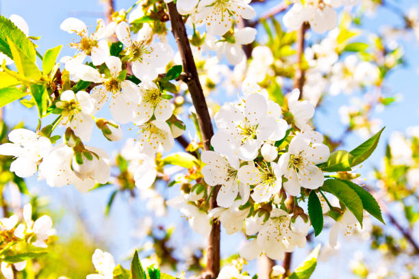 istock Buds and young leaves on the cherry tree trunk closeup. Tree texture. Selective focus. 1129898269