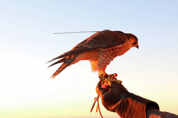 istock Perched falcon in the UAE 1129898640