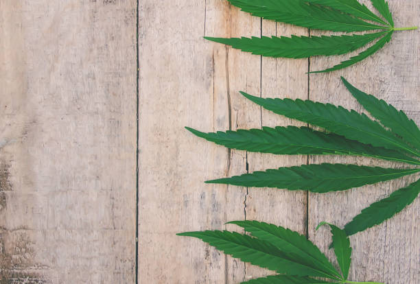 istock Cannabis herb and leave extract, oil. Selective focus. nature 1129898710