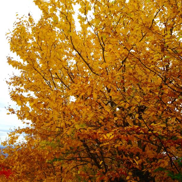 Beautiful maple with colorful leaves in the fall in Quebec in Lanaudière