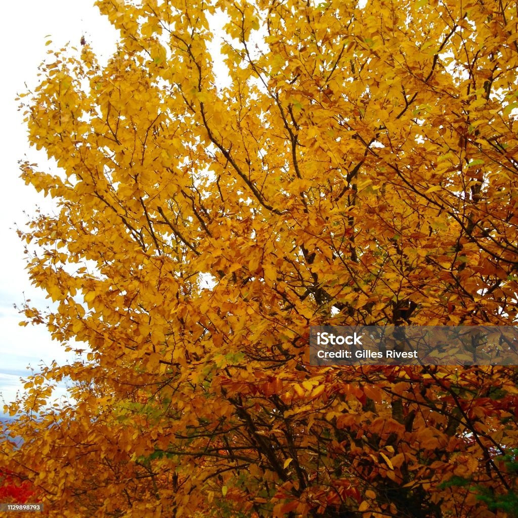 Maple in the Indian summer in Canada Beautiful maple with colorful leaves in the fall in Quebec in Lanaudière 2014 Stock Photo