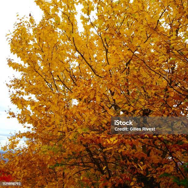 Maple In The Indian Summer In Canada Stock Photo - Download Image Now - 2014, Autumn, Beauty