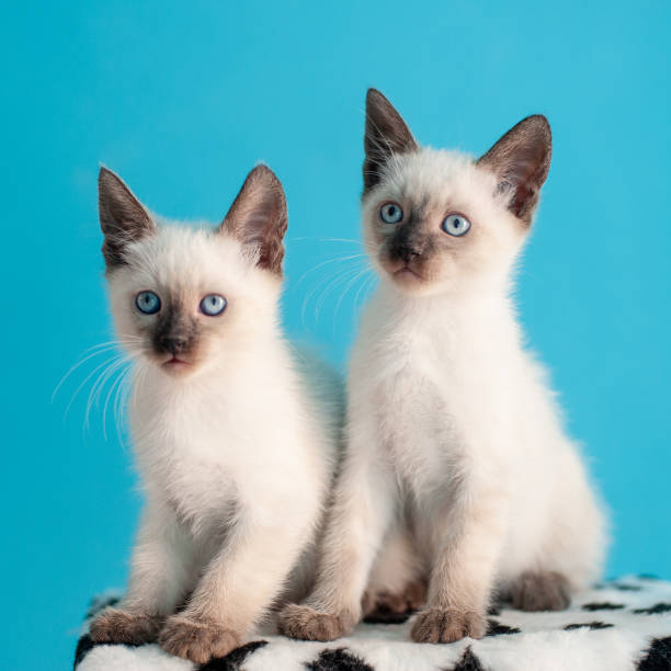 istock Two beautiful blue-eyed Siamese kitten 1129899125