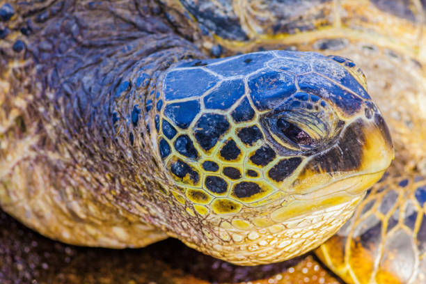 istock Island of Maui in Hawaii 1129900189