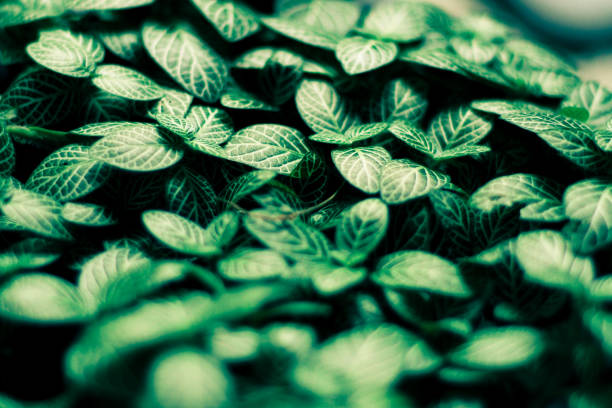 istock Green leaves pattern background, Natural background and wallpaper.background in dark light eco concept image or refreshment concept background 1129900523