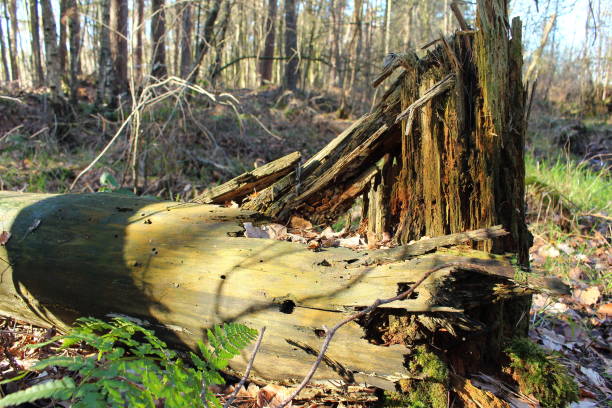 trunk Broken tree trunk lies on the forest floor gebrochen stock pictures, royalty-free photos & images