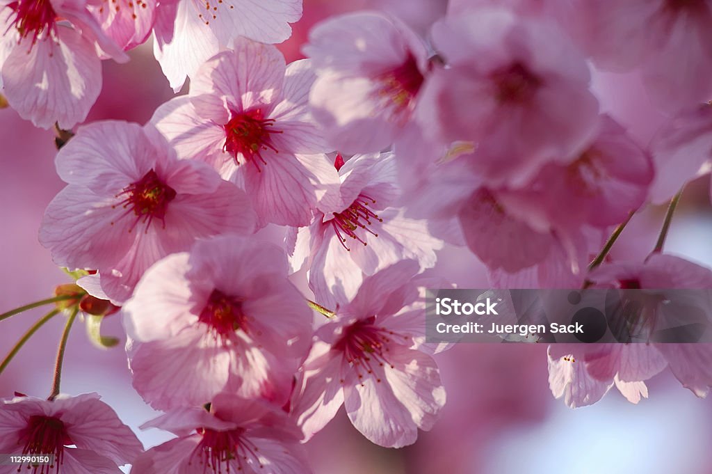 Cherry blossom - Foto de stock de Cabeça da flor royalty-free