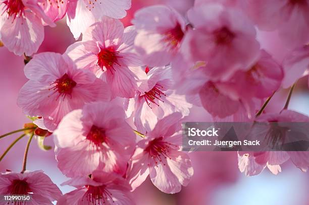 Foto de Cherry Blossom e mais fotos de stock de Cabeça da flor - Cabeça da flor, Caule, Cor Vibrante