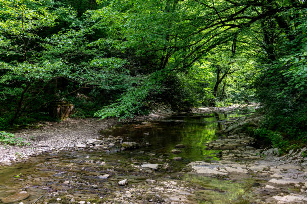 istock The river in a stony channel flows through a dense green forest. 1129903186