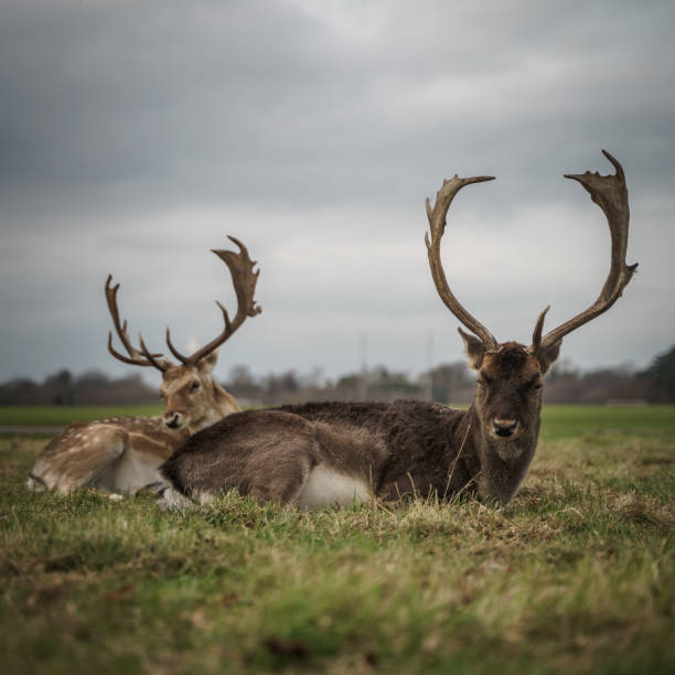 Two stags relaxing in the grass in Phoenix park, Dublin, with shallow depth of field