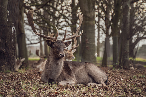 Beautiful stag and herd of deer in background sitting ground covered in leaves of a wooded area of Phoenix Park, Dublin, with a shallow depth of field on an overcast day