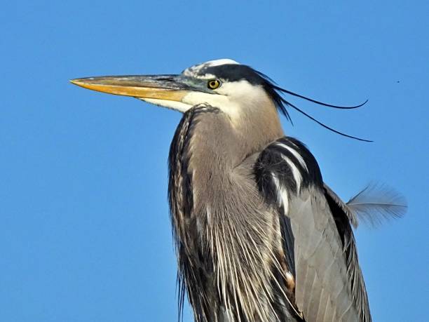 istock Great Blue Heron (Ardea herodias) close-up with a clear sky in the background 1129905156
