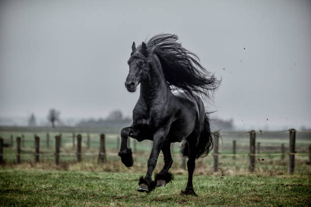 istock galloping Frisian stallion on a green meadow 1129907764