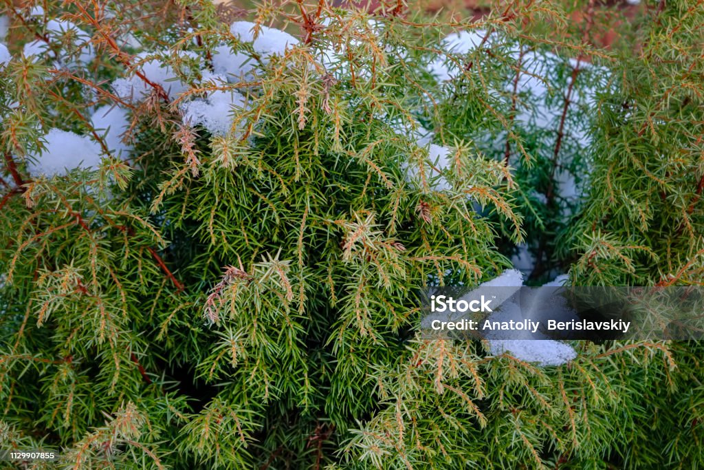 snow covered juniper branches close-up Decorative evergreen tree juniper branch covered with snow Backgrounds Stock Photo