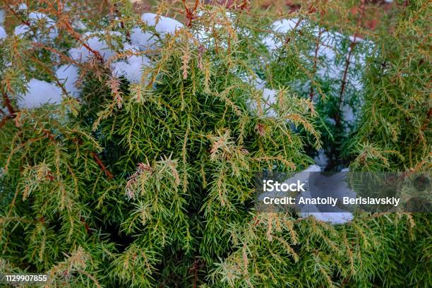 Snow Covered Juniper Branches Closeup Stock Photo - Download Image Now - Backgrounds, Beauty, Blue