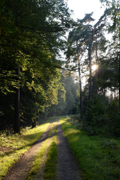 Forest track and sun Forest track and sun licht stock pictures, royalty-free photos & images