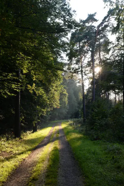 Forest track and sun