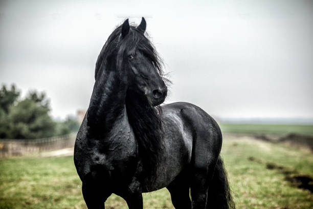istock galloping Frisian stallion on a green meadow 1129908053