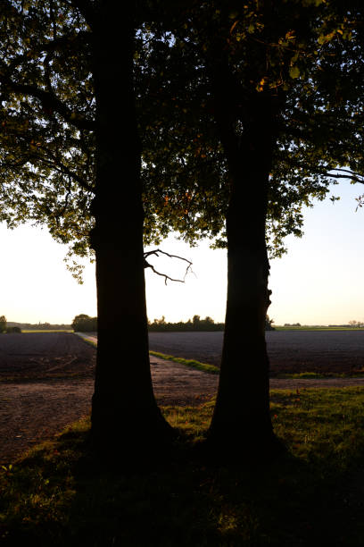 istock Edge of the woods, in the evening 1129908078