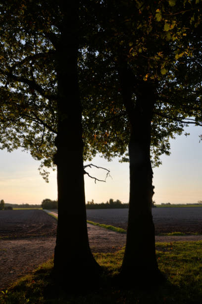 istock Edge of the woods, in the evening 1129908172
