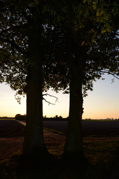 istock Edge of the woods, in the evening 1129908176