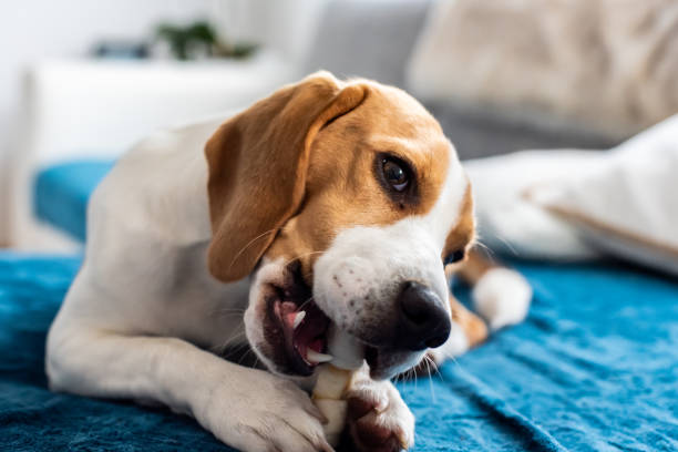 istock Beagle puppy chewing on a dog snack 1129908384