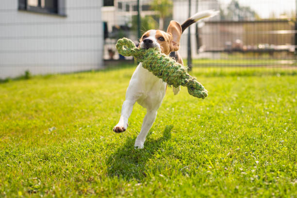 istock Beagle dog fun in garden outdoors run and jump with knot rope 1129908963