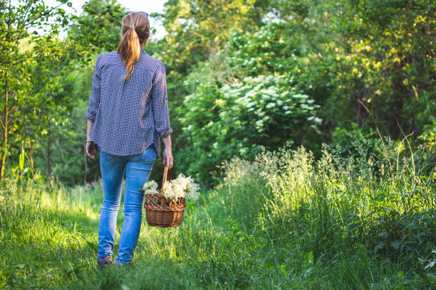 istock Woman with wicker basket is harvesting elderberry flower. 1129909021