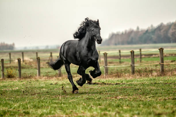 istock galloping Frisian stallion on a green meadow 1129909033