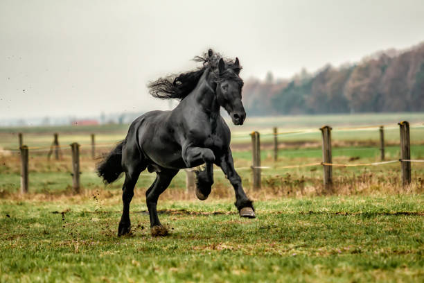 istock galloping Frisian stallion on a green meadow 1129909037
