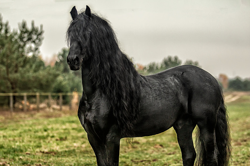 galloping Frisian stallion on a green meadow