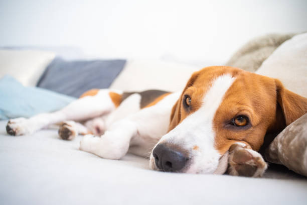 istock Dog tired sleeps on a couch, beagle on sofa. 1129909350